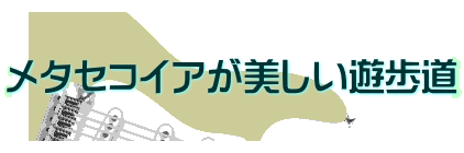 メタセコイアが美しい遊歩道